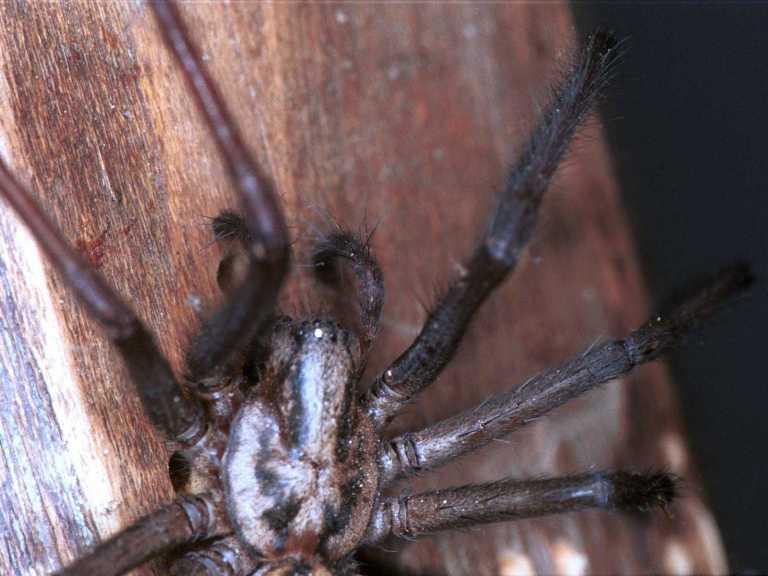 Tegenaria_parietina_F1744_Z_78_Les Gris_Frankrijk.jpg